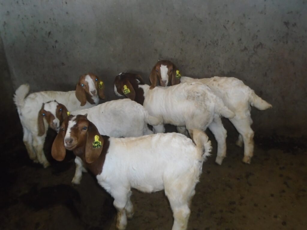 Jinka Agriculture Research Center Photo Gallery-2017