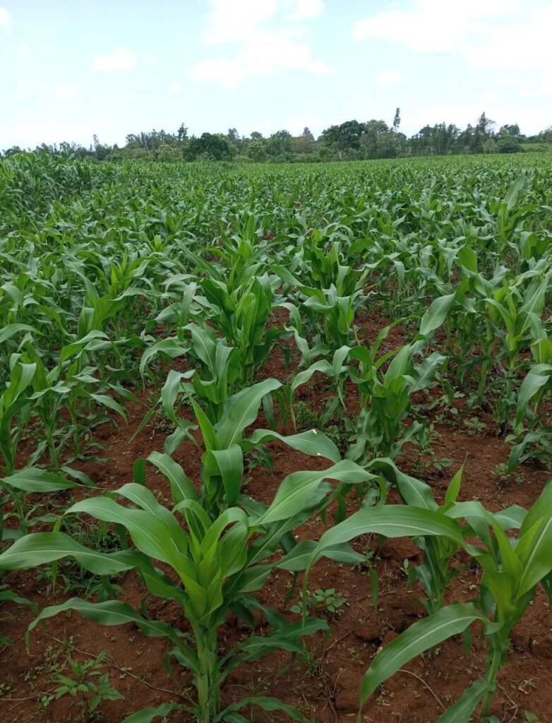 Areka Agriculture Research Center Photo Gallery-2017