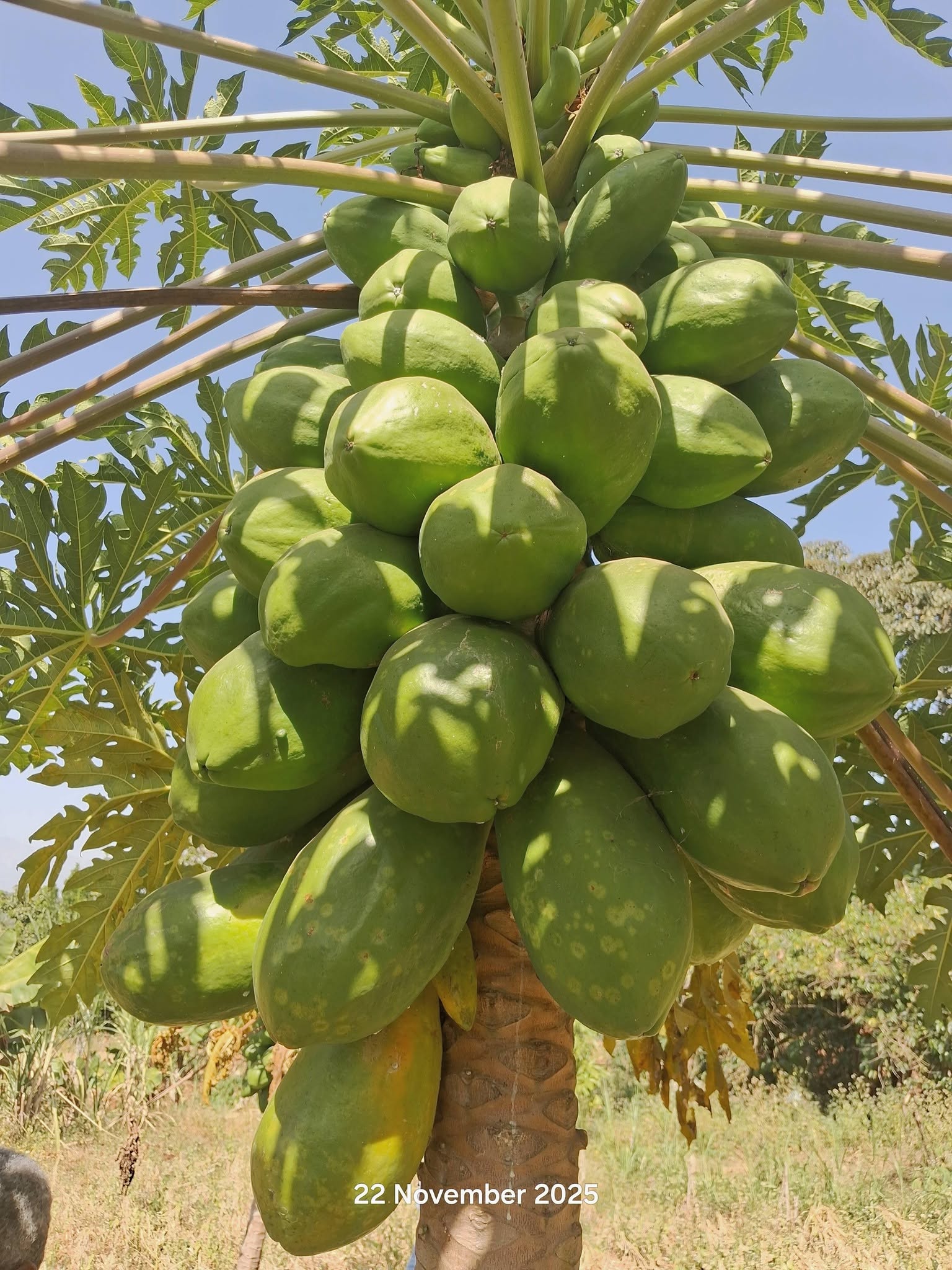 Innovation in Action for Sustainable Agriculture