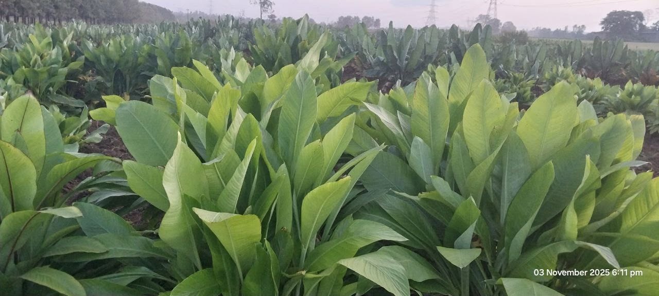 Preserving Genetic Resources for Food Security