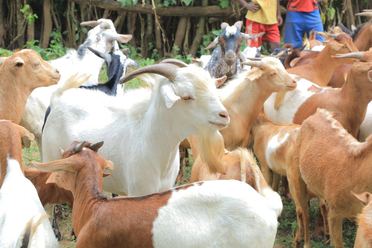 Community-Based Goat Breeding Program Launched